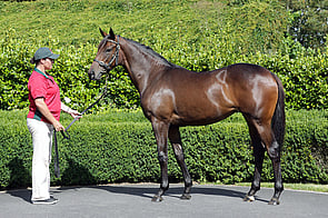 Aquaoir - Bred & Sold by Trelawney Stud
