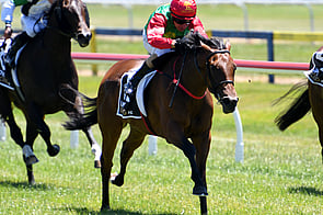 Cheaperthandivorce - Bred & Raced by Trelawney Stud