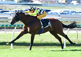 Purple Sector - Trelawney Stud Bred