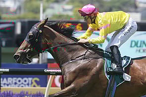 Star Tsar - Raised at Trelawney Stud