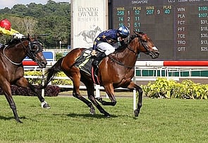 Lim's Kosciuszko - Bred by Trelawney Stud