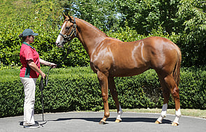 Lot 573 - Sebring x Are There Any