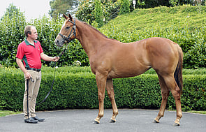 Lot 263 - More Than Ready x Okahu Bay