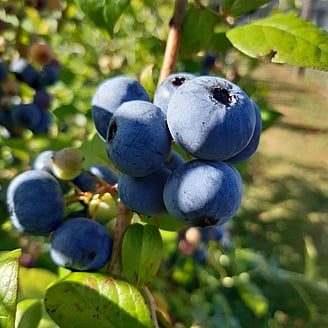 Blueberries