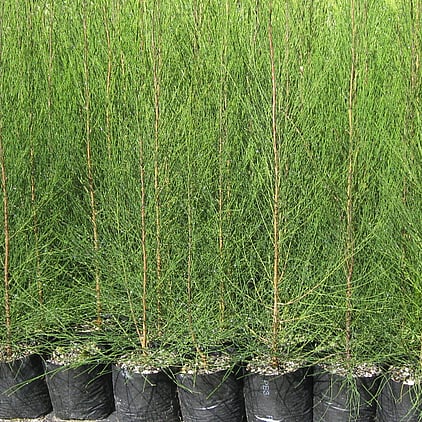 Casurina Cunninghamiana | BH Horticulture