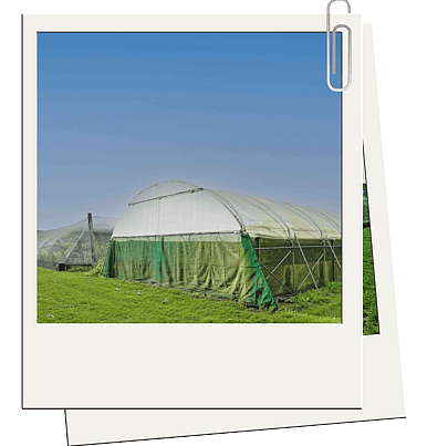 Greenhouse | BH Horticulture