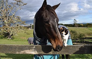 Our Current Rescues - Click here to meet our current residents