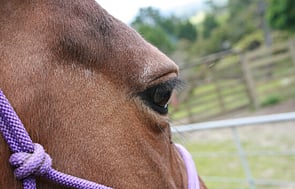 Success Stories - Recovery stories & successful rehome stories