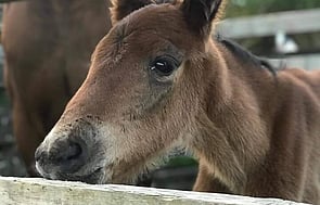 Rescue Notification - Click here to notify us of an animal or owner in need