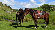 two horses at the picnic area
