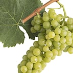 SEMI SWEET / LOVELY WHITE WINE