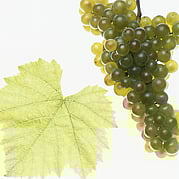 PINOT BLANC WEISSBURGUNDER