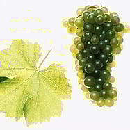 SAUVIGNON BLANC