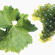 S&Auml;MLING            SCHEUREBE