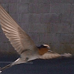 One of the original Welcome Swallows in flight by the back door.