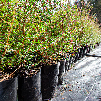 Native plants grown by Ngaroma Natives. Nursery in Ngaroma, King Country, New Zealand. Natives for restoration & revegation planting.