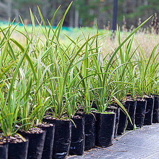 Native plants grown by Ngaroma Natives. Nursery in Ngaroma, King Country, New Zealand. Natives for  riparian and wetland planting.