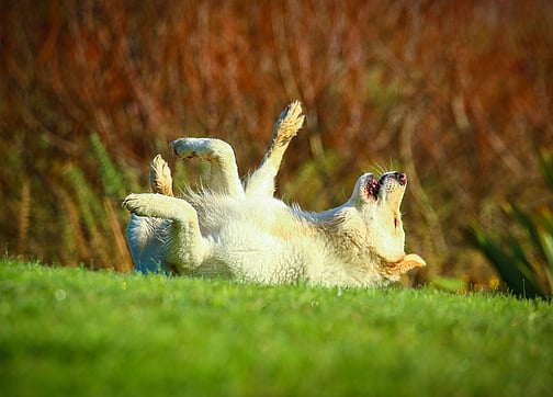 off-grid accommodation | Northland NZ