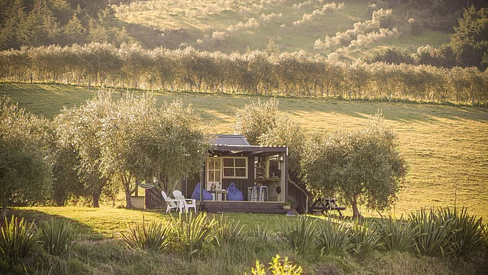 Stargaze at the Milky Way from an Olive grove
