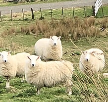 The Farm - Step  into the quiet, idyllic rural farmlands of Reikorangi.  Soak up the stunning sunsets,  hear the farm life in the distance, and walk through a mix of farmland and native bush trails.   Star gaze at night whilst sitting outdoors around our firepit.