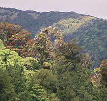 Activities - Guests are welcome to explore our farm by walking our clearly marked tracks.  Walk the adjacent Kapakapanui Loop track. Our cottage is only 15 minutes from Waikanae township with it's popular cafes, or head to Waikanae beach or local cycle tracks, designed for all cycling levels.