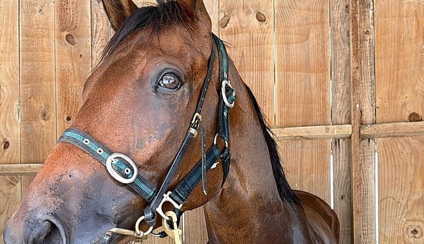 Push for improved road safety measures after the death of Nathan the horse.