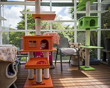 Keepin Katz communal area for social cats