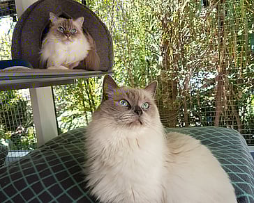 multi-cat families indoor and outdoor units