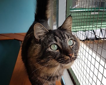 bedsit unit for cats who enjoy extra room with more open layout