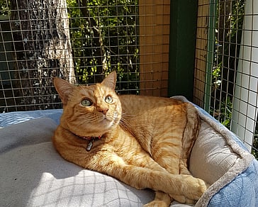 quieter options for cats to stay away from main cattery