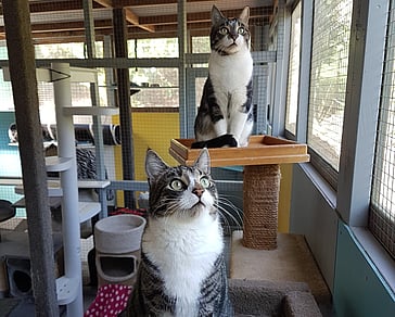 regular cat visitors timeshare unit 