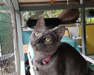 kitten kindy designed for younger feline guests