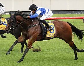 Van Damme makes it 300