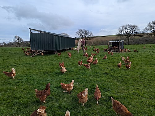 Our laying hens now back in their usual accomodation as the bird flu lockdown has ended