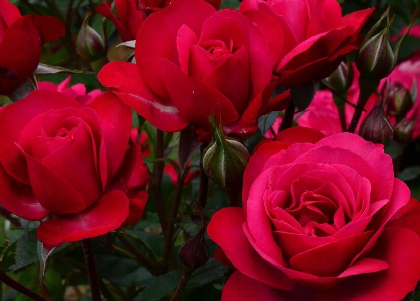 Rafe Roses New release Matthews Roses, Rob Somerfield Glenavon roses, Gilroy ...