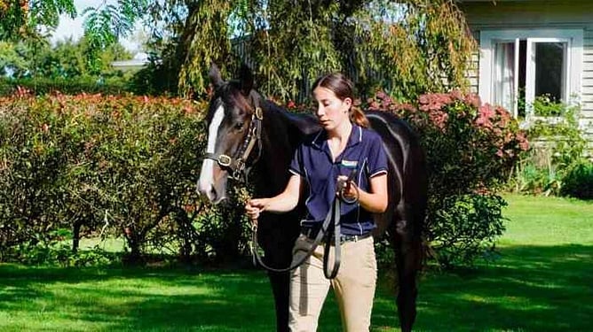 The National Online Yearling Sale has been postponed to Wednesday. Photo: supplied
