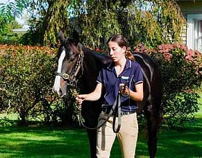 Online Yearling Sale Postponed to Wednesday