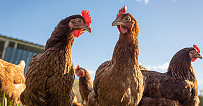 What makes an egg pasture raised