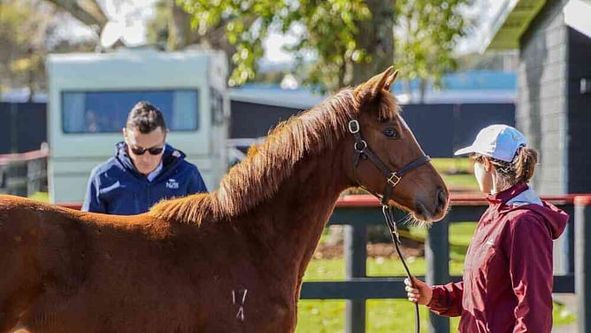 Entires for NZB's 2026 National Weanling Sale close today.