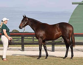 Strong Trade Continues During 2026 Online Yearling Sale