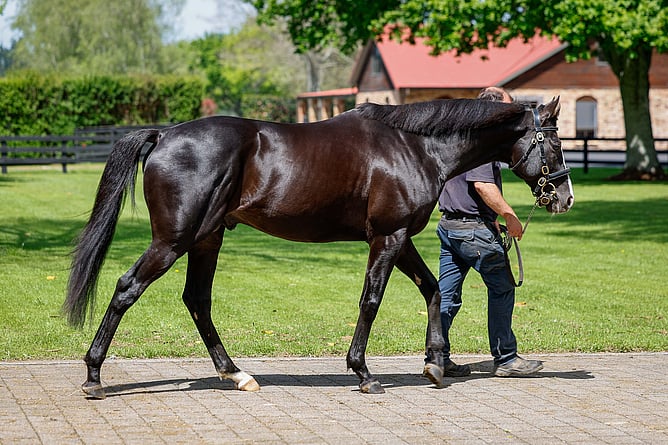 Auguste Rodin covered 160 mares in his first season.  - Photo: Ange Bridson