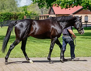 Sale to cap exciting time for Windsor Park Stud