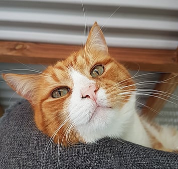 In memory of one of our guests at Keepin Katz