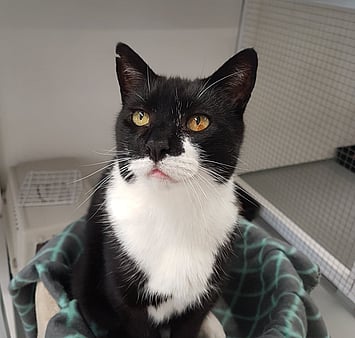 In memory of one of our guests at Keepin Katz