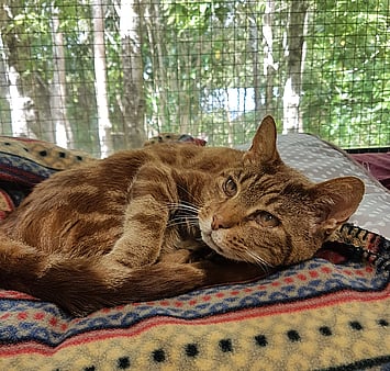 Our guests at Keepin Katz