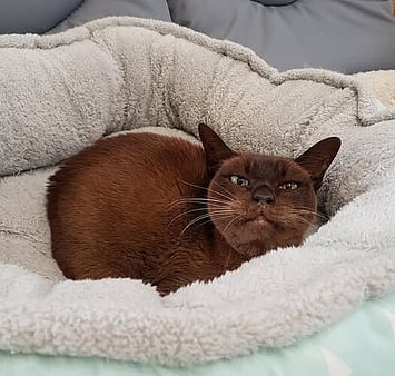 In loving memory of a cherished cat