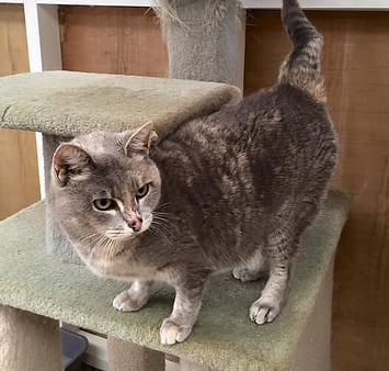 A special cat forever remembered