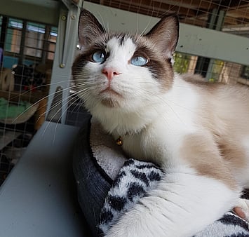 Honouring a much-loved feline companion