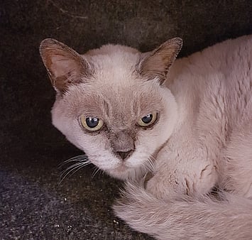 Remembering a treasured cat