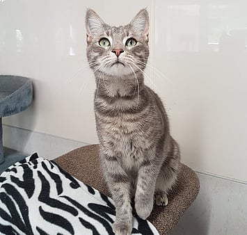 In memory of a dearly loved cat